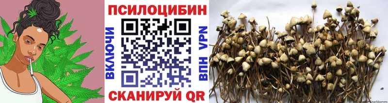 darknet наркотические препараты  купить  сайты  Рязань  Галлюциногенные грибы Psilocybe 